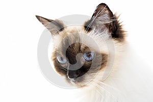 A high key image of a ragdoll cat with beautiful blue eyes