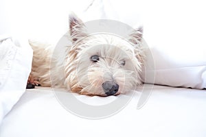 High key image of west highland white terrier westie dog in bed