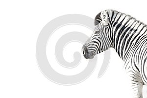 A high key image of a zebra