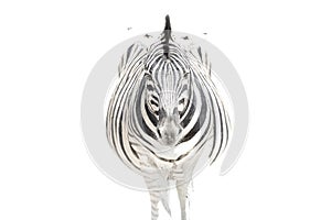 A high key image of a zebra