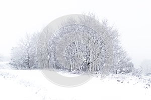 High key landscape of snowy forest on a foggy morning in winter and high contrast with the trees