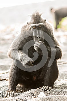 High key Macaque