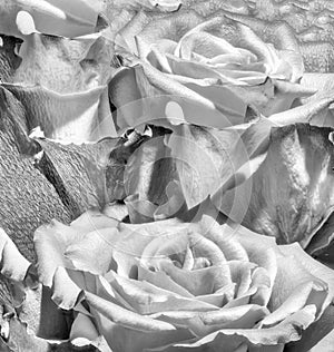 High Key Monochrome Rose Duet Petals Background Pattern