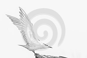 A high key pictorial image of a whiskered tern Chlidonias hybrida