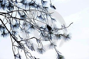 High key Pine twigs against cloudy sky on background