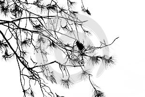 High key Pine twigs against cloudy sky on background