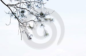 High key Pine twigs against cloudy sky on background