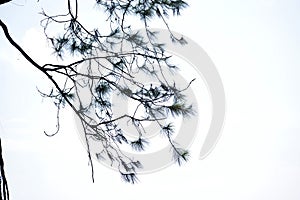 High key Pine twigs against cloudy sky on background