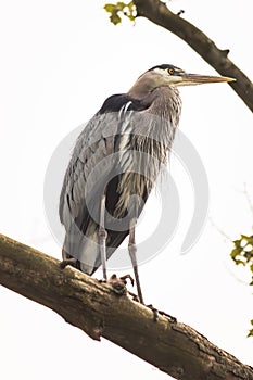 High key portrait of a great blue heron on a tree branch