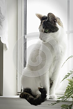 High key portrait of white domestic cat on windowsill