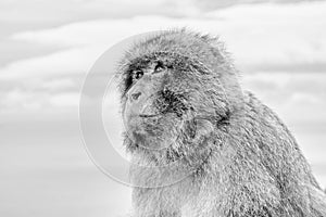 A high key Side Portrait of  a serious looking Gibraltar Barbary Ape