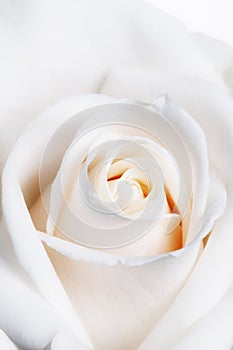 High Key Soft Focus White Rose