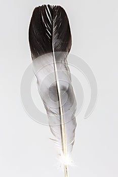 High key studio shot of a pigeon feather