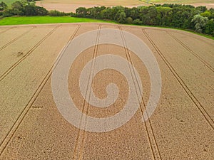 High level aspect aerial view over a golden wheat field crop ready for harvesting in the rural English countryside farmland