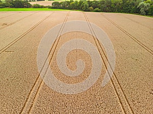 High level aspect aerial view over a golden wheat field crop ready for harvesting in the rural English countryside farmland