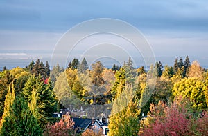 High level view of season changing foliage on distant trees