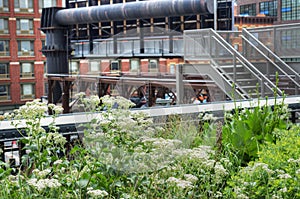 High Line in NYC