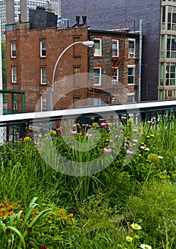 High line park in New York photo