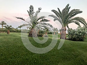 High low tropical southern desert palms with large green leaves and strong strong trunks on a green lawn, grass in the hills again