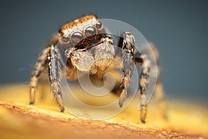 High magnification of colorful male jumping spider