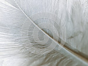 High magnification down feather