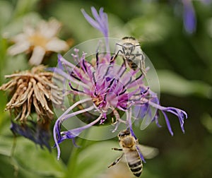 Very close up macro of a wasp and a honey bee fighting over a pink flower