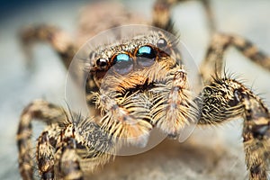 High magnification of Marpissa muscosa female jumping spider colorful eyes