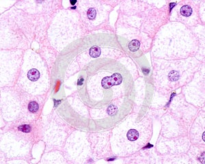 Hepatocyte. Nucleolus. Amitosis photo