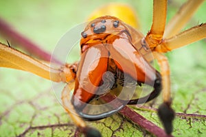 High magnification portrait of a poisonous spider with extremely large fangs