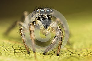 High magnification of Salticus scenicus female jumping spider on the leaf