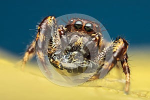 High magnification shot of jumping spider eating a fly