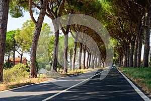 High mediterranean pine trees on ancient Appian way, connected Rome to Brindisi in Italy