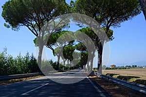 High mediterranean pine trees on ancient Appian way, connected Rome to Brindisi in Italy