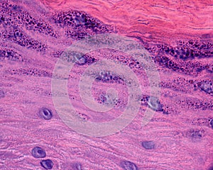 Human skin. Epidermis layers