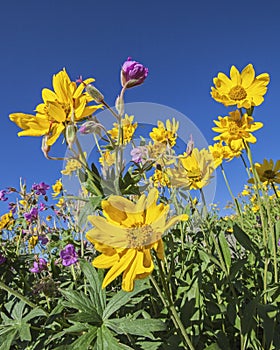 High mountain wild sunflowers arnica flower wildflowers