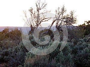 High Mountain Desert Tree