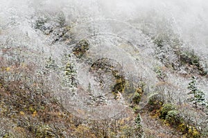 High mountain forest, covered by snowy hoar frost, Huanglong