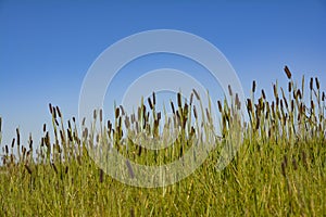 High mountain herb flowers, central Italian Apennines