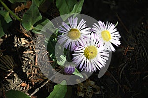 High Mountain Miniature Flowers on Sandia Crest