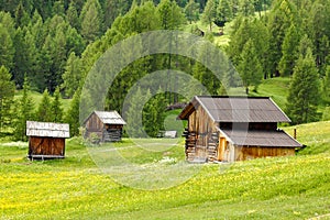 High mountain pasture