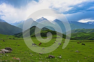 High mountain pasture of cows on the Tsey-Loam Pass