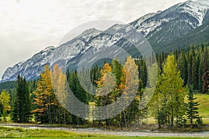 High snow-covered mountain range with green and yellow forest in the foreground