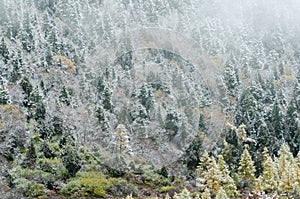 High mountain slope with snowy spruce forest, Huanglong, China