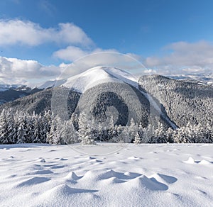 A high mountain with a snow white peak. Landscape on a winter day. Forest. The lawn is covered with snow. Evergreen trees in