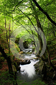 High mountain stream in forest