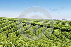 High mountain tea plantation