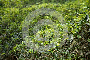 high mountain tea plantation in Sri Lanka