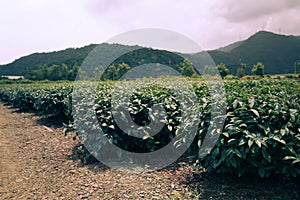 High Mountain Tea Plantations in Taiwan