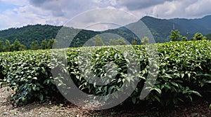 High Mountain Tea Plantations in Taiwan