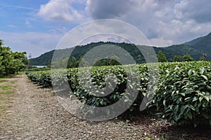 High Mountain Tea Plantations in Taiwan